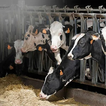 Familial Ferme Des Aujes Falaen *