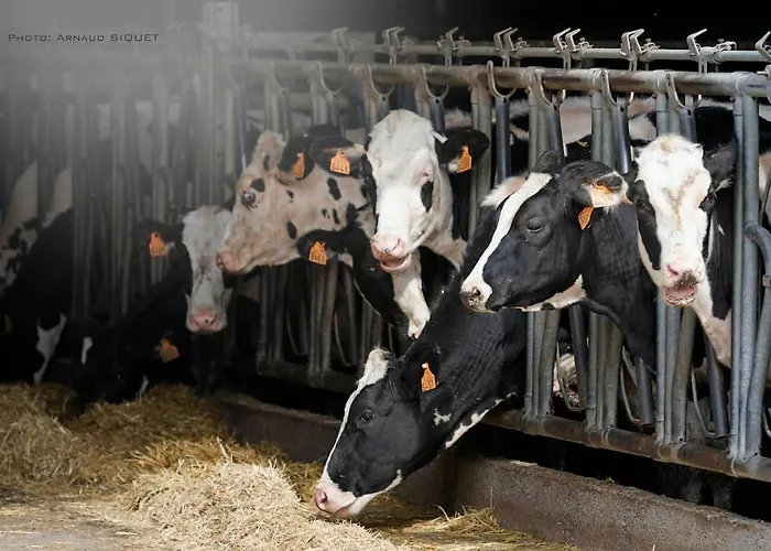 Familial Ferme Des Aujes Falaen *